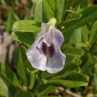 Clitoria laurifolia Poir.